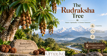 The Rudraksha Tree, Explained: Origin, Growth Cycle, Benefits & How to Grow One