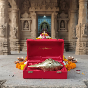 Ganesha Shankh | Perfect Spiritual Conch